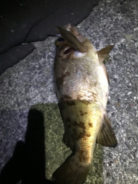 元気なメバル！