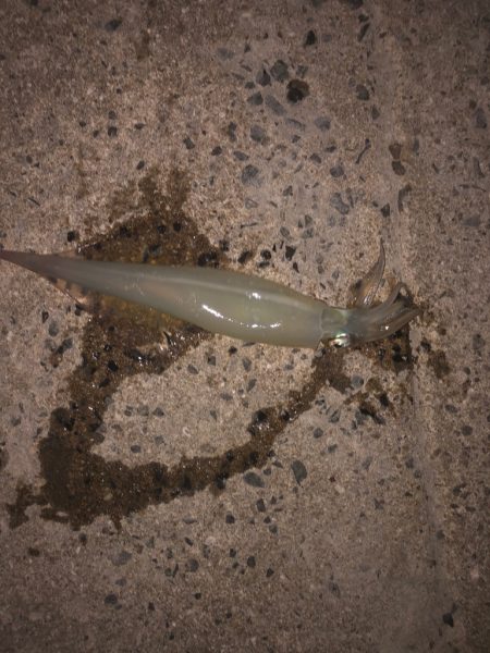 ヤリイカさん狙い!!