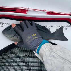 地磯釣行　カンノンガ根