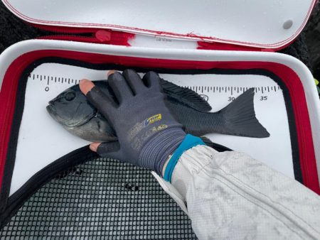 地磯釣行　カンノンガ根