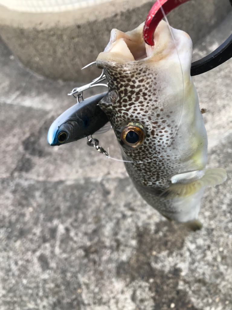 初釣り。福来たる！