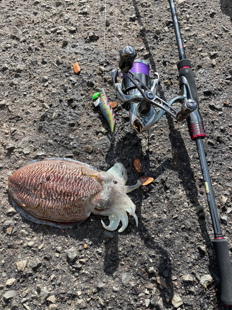 淡路島 エギング