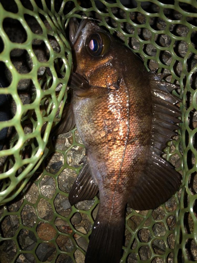 病みつきメバリング