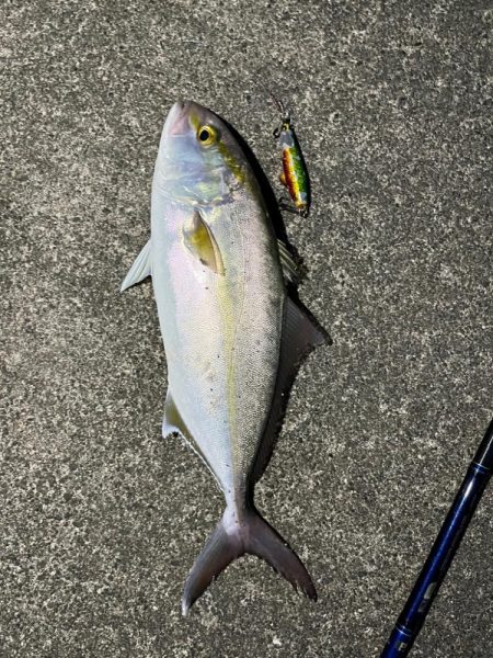 この時期にシオ？！