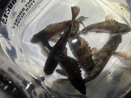 メバルを探して三千里Vel.1