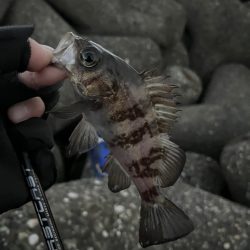 今年初釣り　メバリング