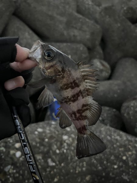 今年初釣り　メバリング