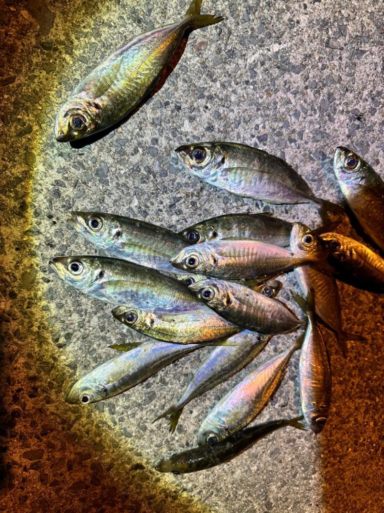 釣れました〜！