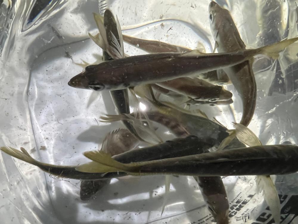 鯵を探して三千里Vel.26