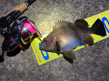 産卵ピーク明石のメバル