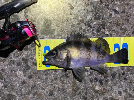 新春メバル好調