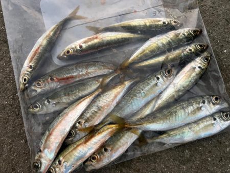 鯵を探して三千里Vel.22