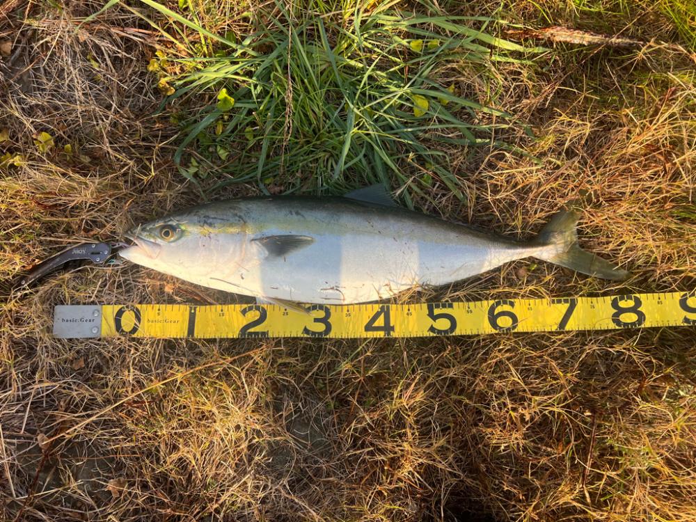 またブリきた。