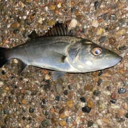 青イソメ で勝負っ！