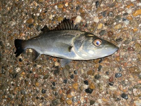 青イソメ で勝負っ！