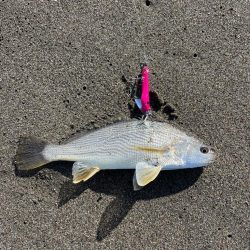 またもや宮崎遠征失敗…