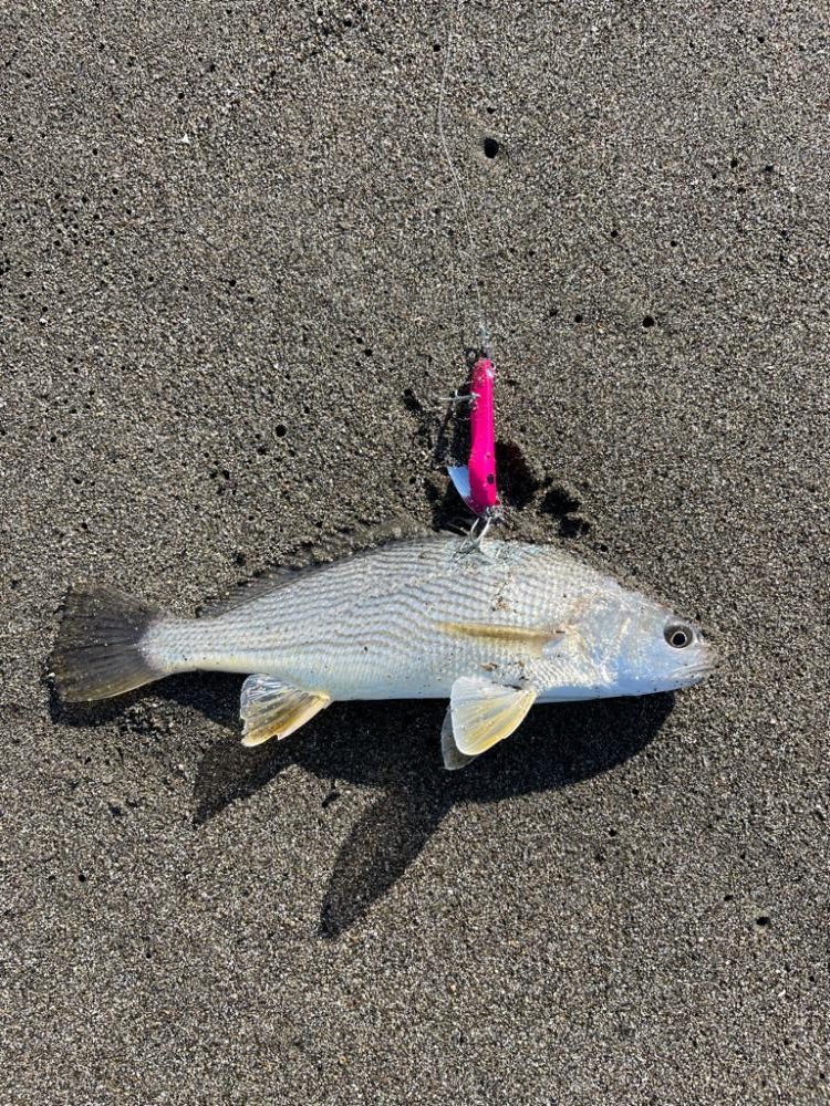 またもや宮崎遠征失敗…