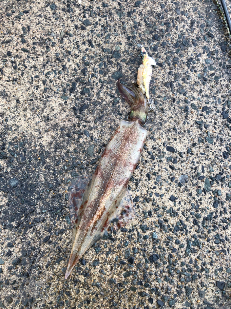 ヤリイカ上向き?