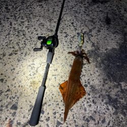 ヤリイカ今シーズン1回目