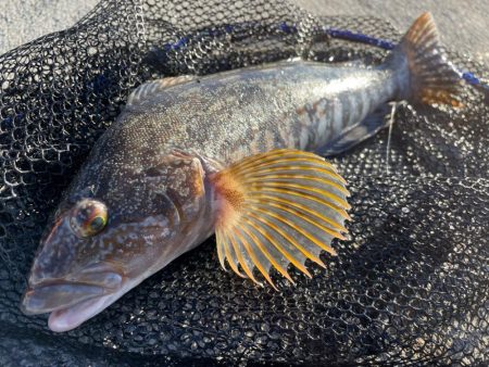 ロックフィッシュ大会！