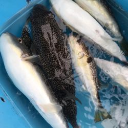 播磨ショサイフグ