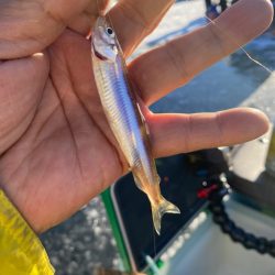 赤城大沼ワカサギ釣り