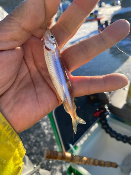 赤城大沼ワカサギ釣り