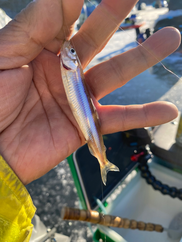 赤城大沼ワカサギ釣り