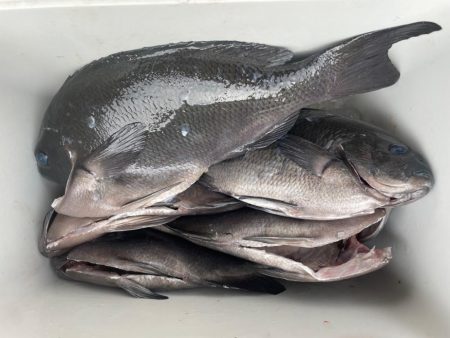 深ダナのグレ釣り