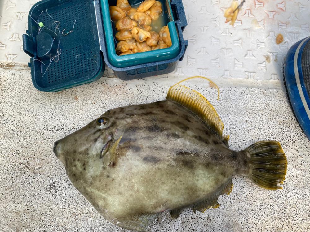 初釣りでカワハギ