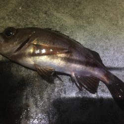 釣り始めは新春メバル