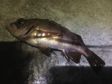 釣り始めは新春メバル