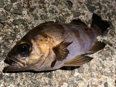 岸和田一文字メバリング調査にゃ！