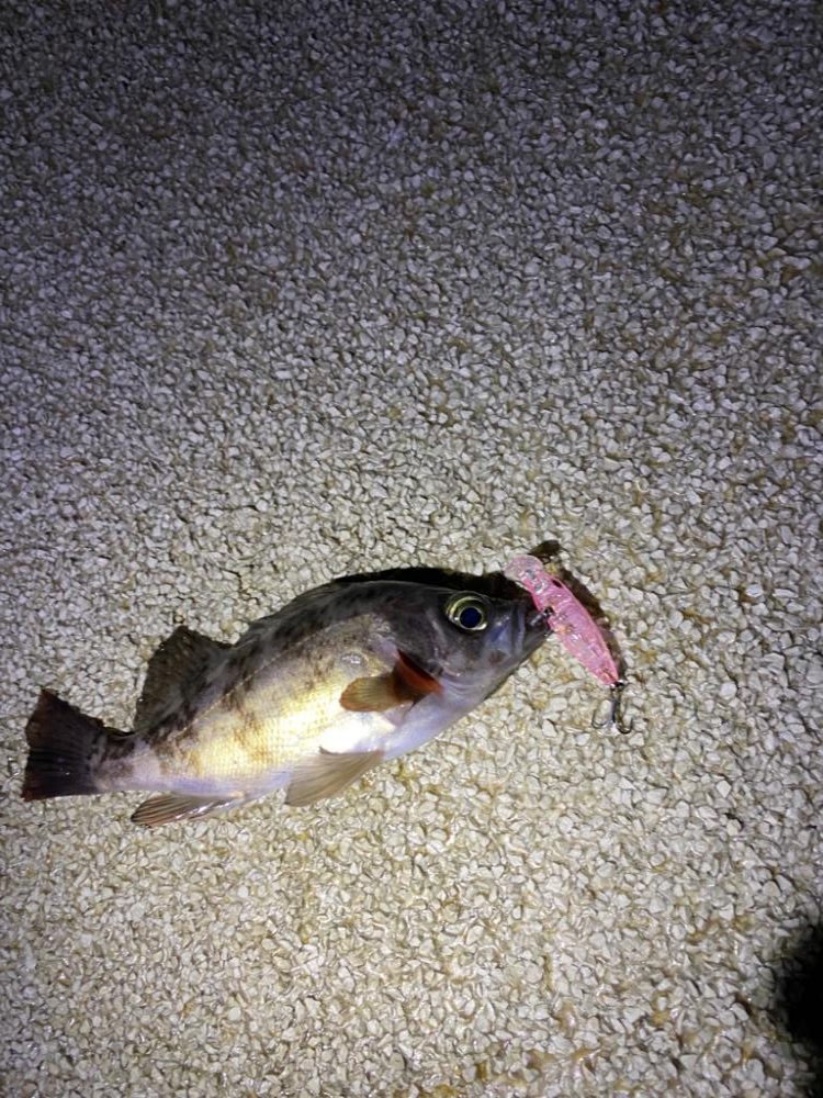 メバルプラッギング