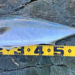 まだまだ青物いまっせ〜