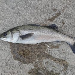 寒いなかエビ撒き釣り