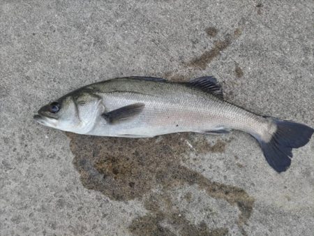 寒いなかエビ撒き釣り