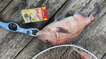 釣堀初めは渋めでした(^◇^;)