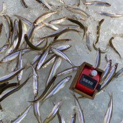 氷上ワカサギ釣り