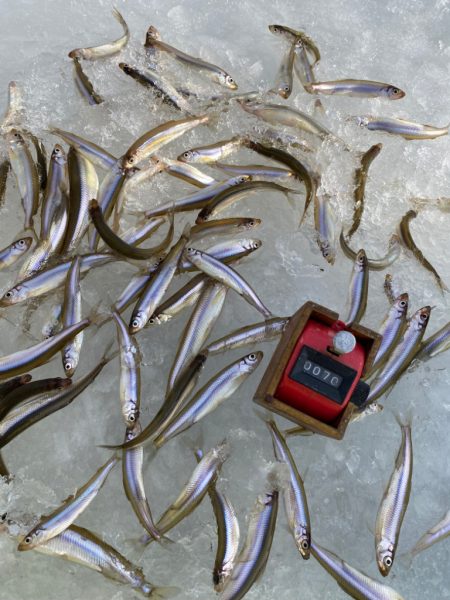 氷上ワカサギ釣り