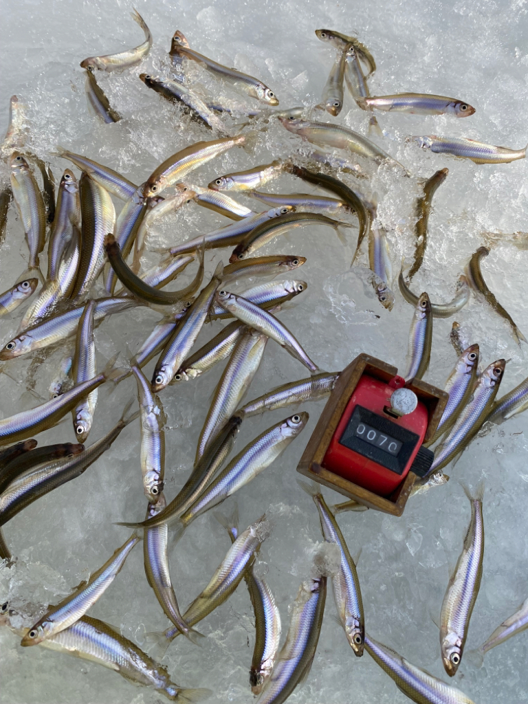 氷上ワカサギ釣り