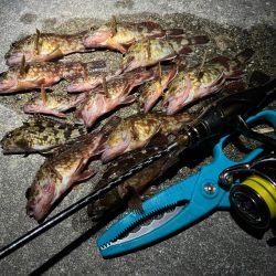 メバ、、、いや、ガシリング。