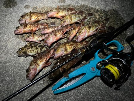 メバ、、、いや、ガシリング。