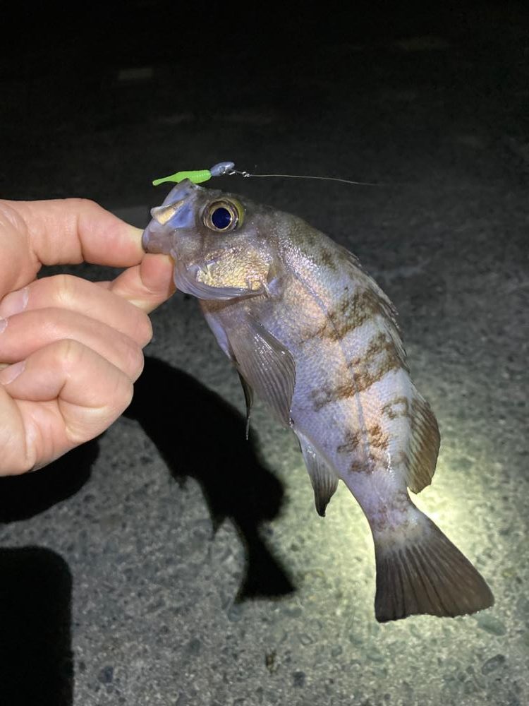 ライトゲーム初釣行