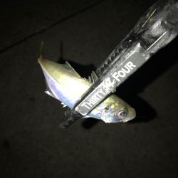 山陰西部アジング🎣