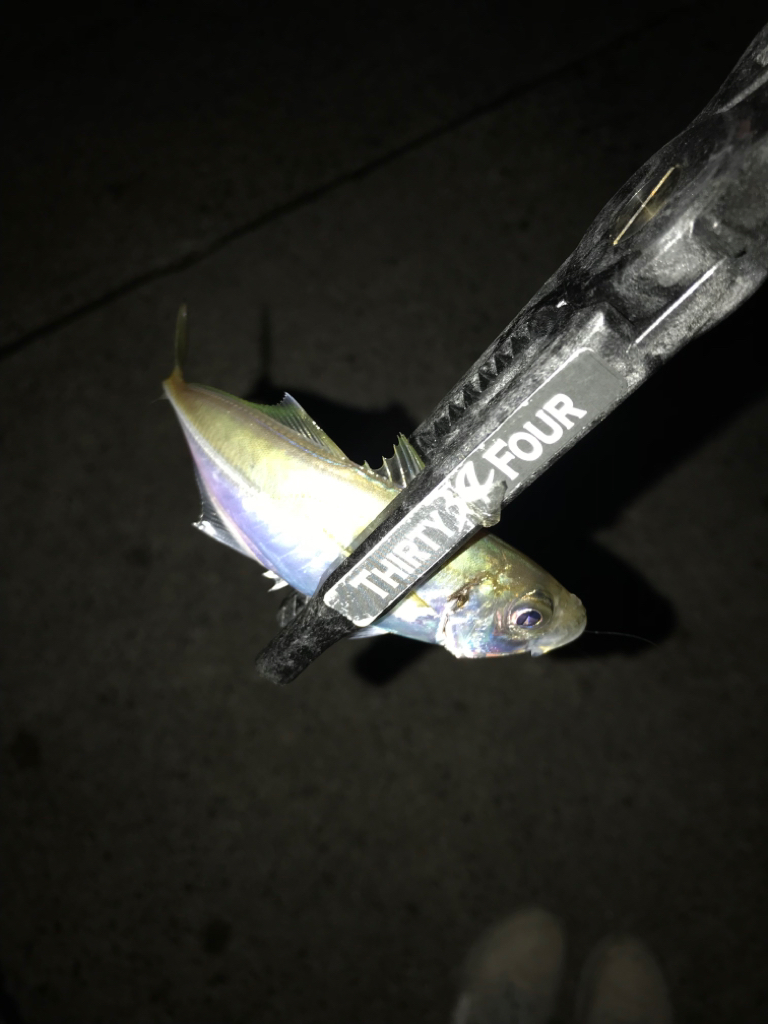 山陰西部アジング🎣