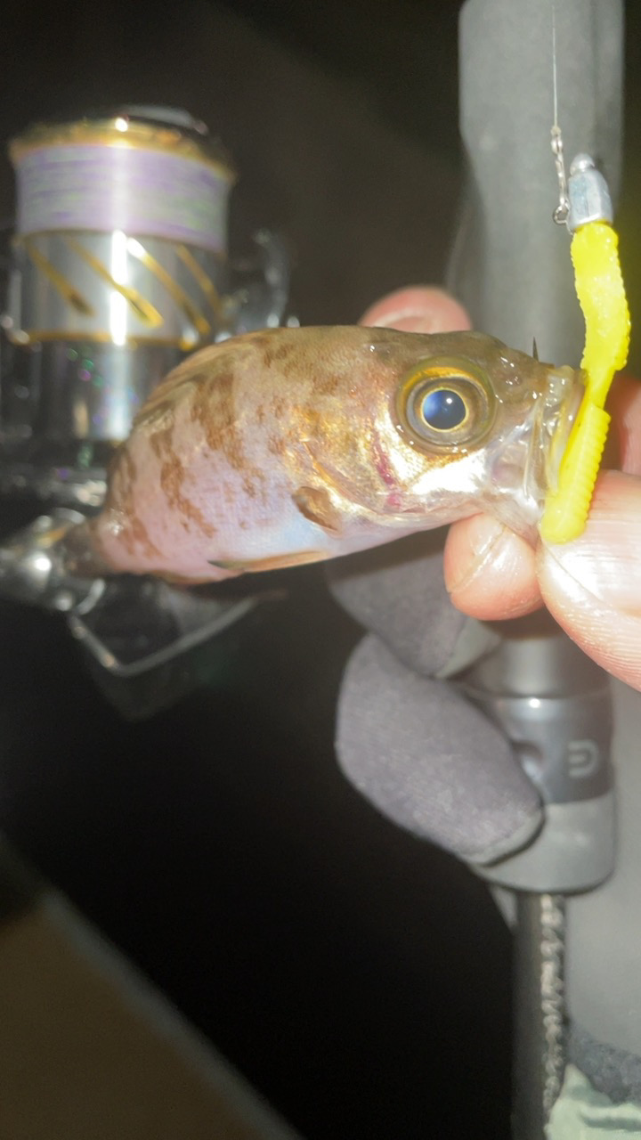 大寒波メバリング