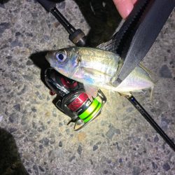 まだ釣れる！アジング