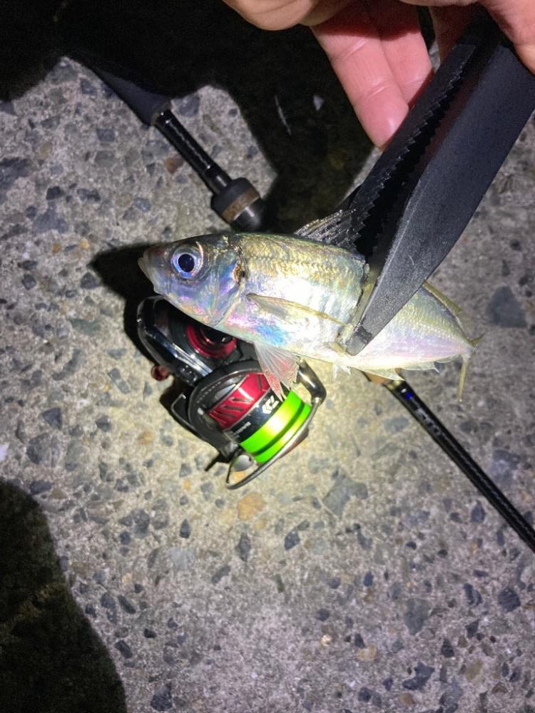 まだ釣れる！アジング