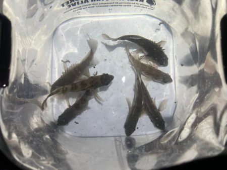 メバルを探して三千里Vel.3